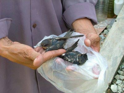 Ho Chi Minh City: Wild birds die massively for unknown reasons