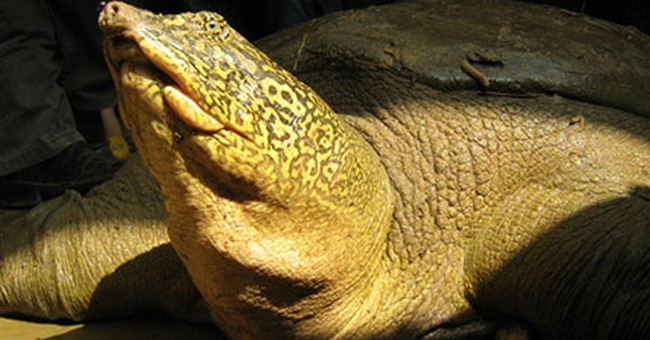 Ho Guom Turtle in the most endangered group in the world