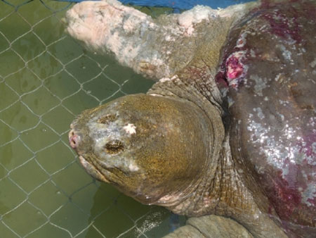 Ho Guom turtle with the same species as turtle in Suoi Hai