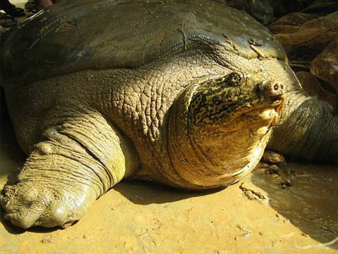 Hoan Kiem Turtle leads the danger of extinction
