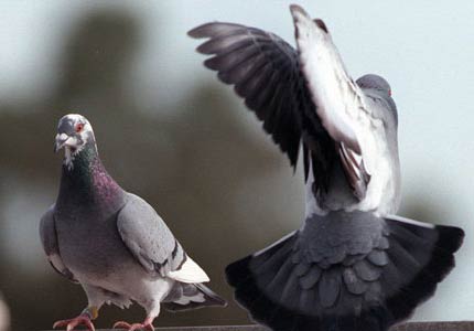 Hollywood birds have to take birth control pills
