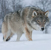 Home dogs originated from European wolves