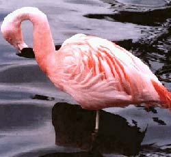 Homosexual flamingos adopt children