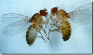 Homosexual intercourse in fruit flies