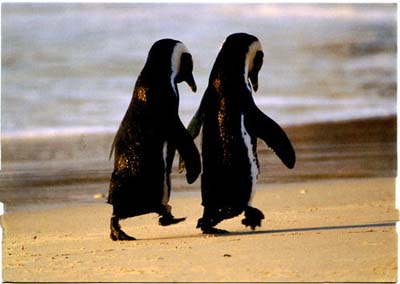 'Homosexual love' is popular in the animal world
