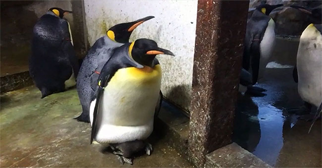 Homosexual penguins 'kidnapping' penguin child to raise