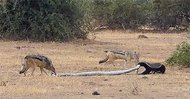 Honey badgers and jackals teamed up to win the python