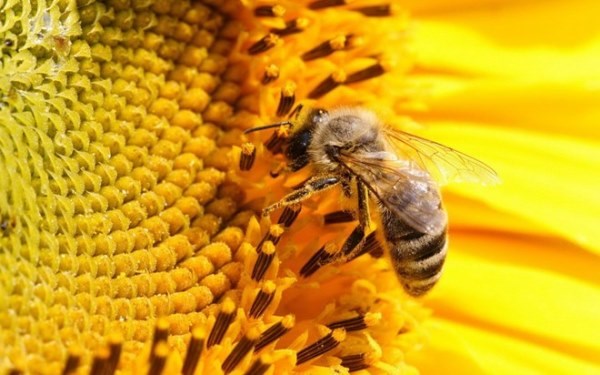 Honey bees 'addiction' pesticides?