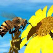 Honey bees can enjoy pictures