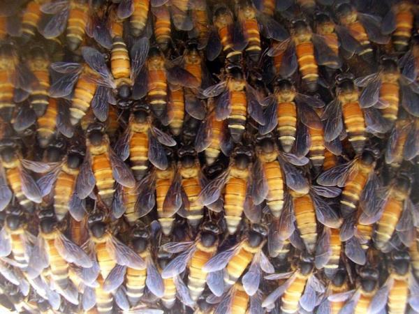 Honey bees create waves to chase enemies away
