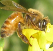 Honey bees forget their way to the nest because of pesticides