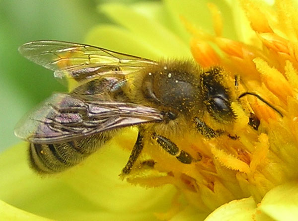 Honey bees help find ways to recover a comatose patient