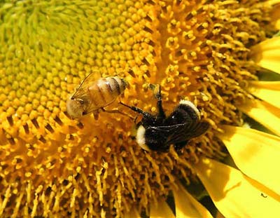 Honey bees help warn poisons