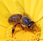 Honey bees originated in Asia