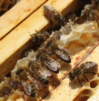 Honey can replace antibiotics