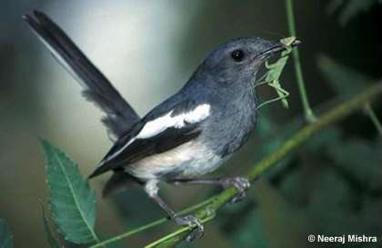 Hong Kong confirmed that wild birds died of H5N1