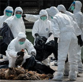 Hong Kong discovered more cases of the 6th flu H7N9