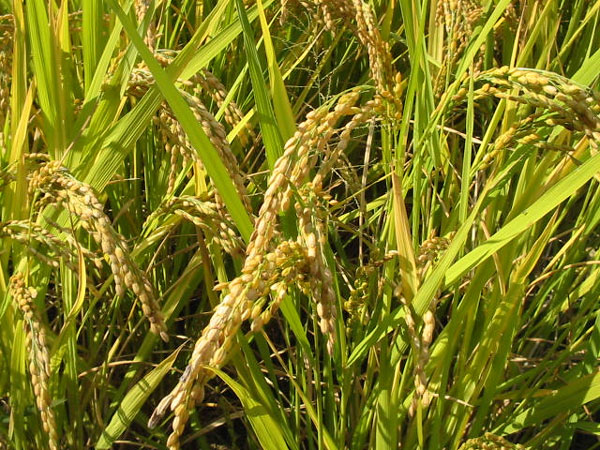 Honor the scientific role in food security