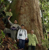 Honor two species of trees in the World Red Book