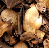 Hope against Ebola from bats