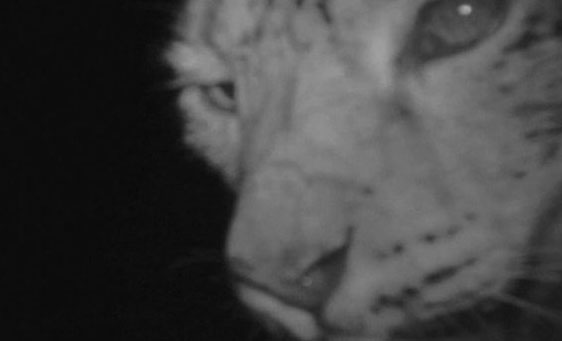 Hope for snow leopard in Bhutan