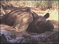 Hope for Sumatra rhino