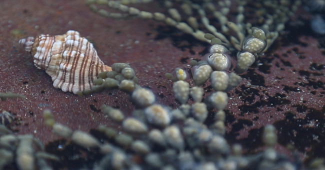 Hope to find cancer medicine from the sea slug