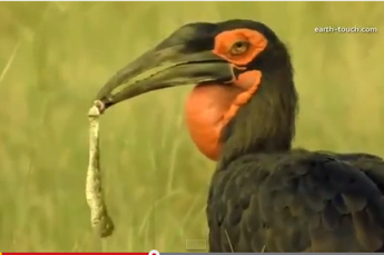 Hornbills swallow African poisonous snakes