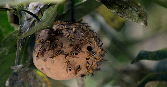 Hornet bee venom can help people fight the virus