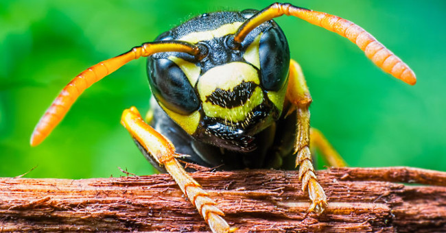 Hornet bee venom can kill cancer cells