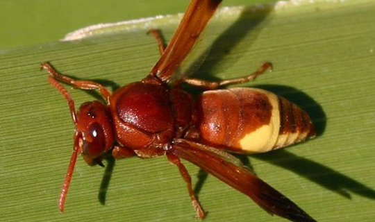 Hornets use solar energy