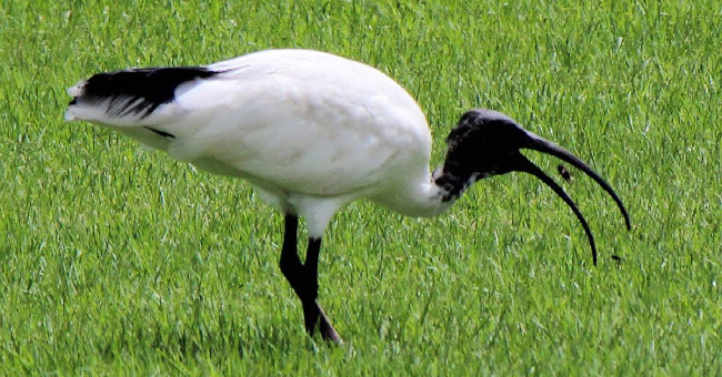 Hornets were killed with spiders, storks stabbed both