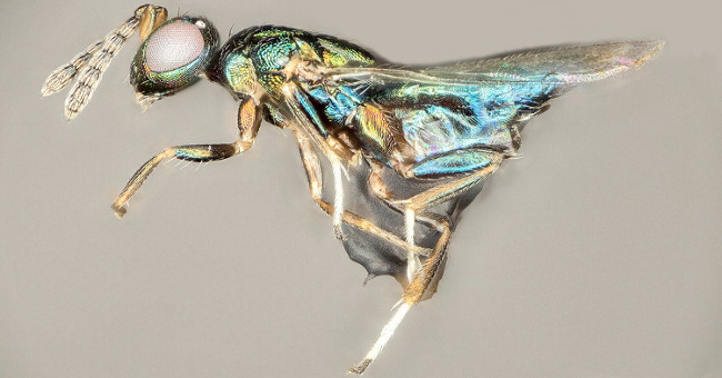 Horrifying parasitic bees control and nibble on the host's body