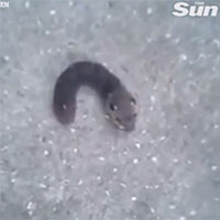 Horror animal with deep body, mouse head