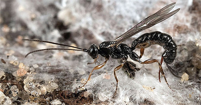 Horror bees turn the prey into 'living corpses'