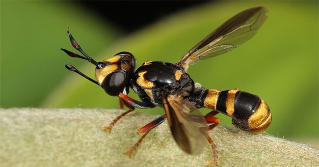 Horror parasites make bees to dig their own burial holes