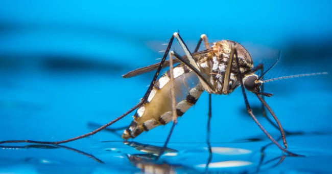 Horror reasons make mosquito bites become extremely itchy that science has just discovered