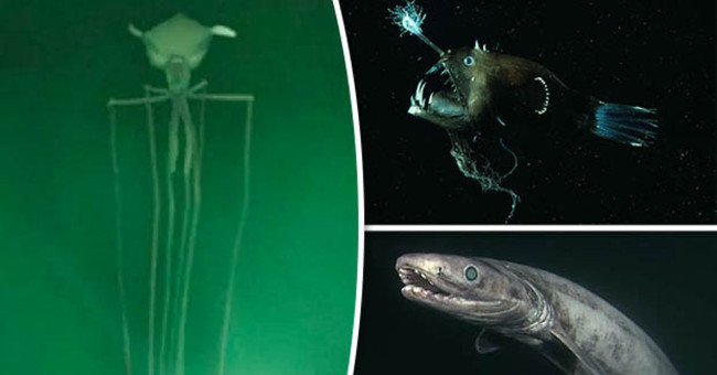 Horror sea monster videos live on the ocean floor
