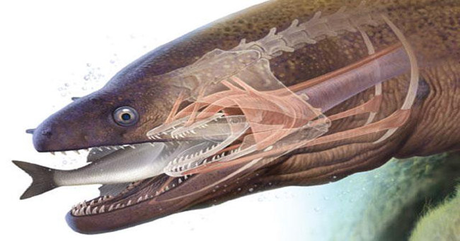 Horror sea 'monsters' prey like alien animals