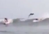 Horror sharks jump over the surfer's head