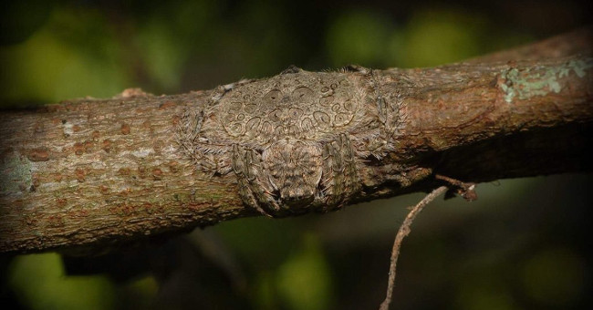 Horror spider species have superior stealth ability