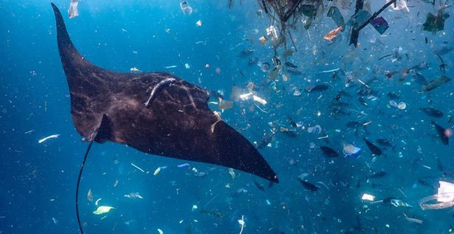 Horror stingray rays swim in the middle of plastic garbage