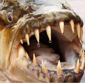 Horror with 'freshwater monsters' riverbed