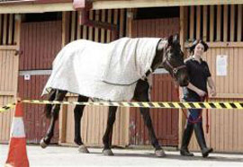 Horse flu flare up in Australia