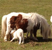 Horse raising orphaned sheep