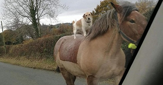 Horse riding dogs stunned passersby