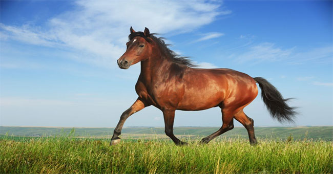 Horses are as smart as dolphins and doves