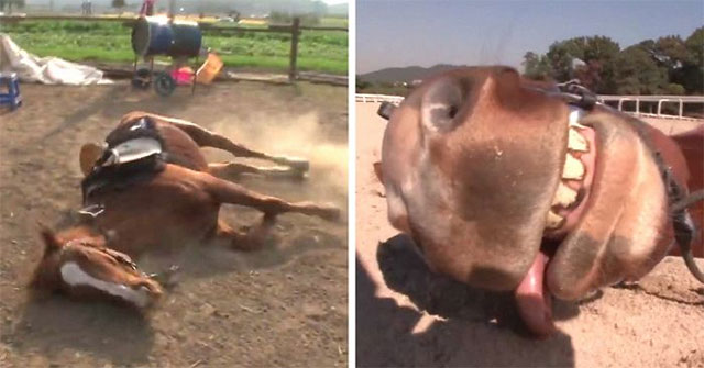 Horses roll out dead to hide riders