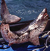 Hot blood shark detected