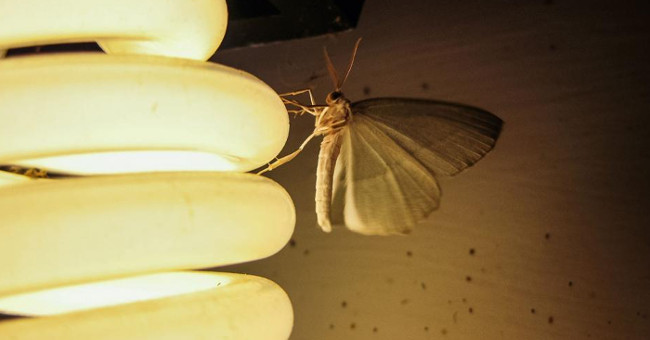 Hot color LEDs are less attractive to mosquitoes than cold colored lights